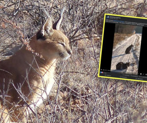 Niezwykłe spotkanie na skraju lasu. Nie uciekały i wydawały głośne okrzyki. „Podleśniczy Piotr miał szczęście”
