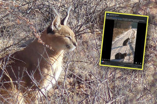 Niezwykłe spotkanie na skraju lasu. Nie uciekały i wydawały głośne okrzyki. „Podleśniczy Piotr miał szczęście”