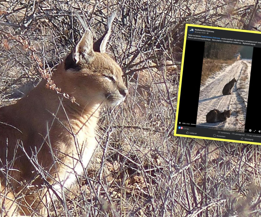 Spotkanie z rysiami