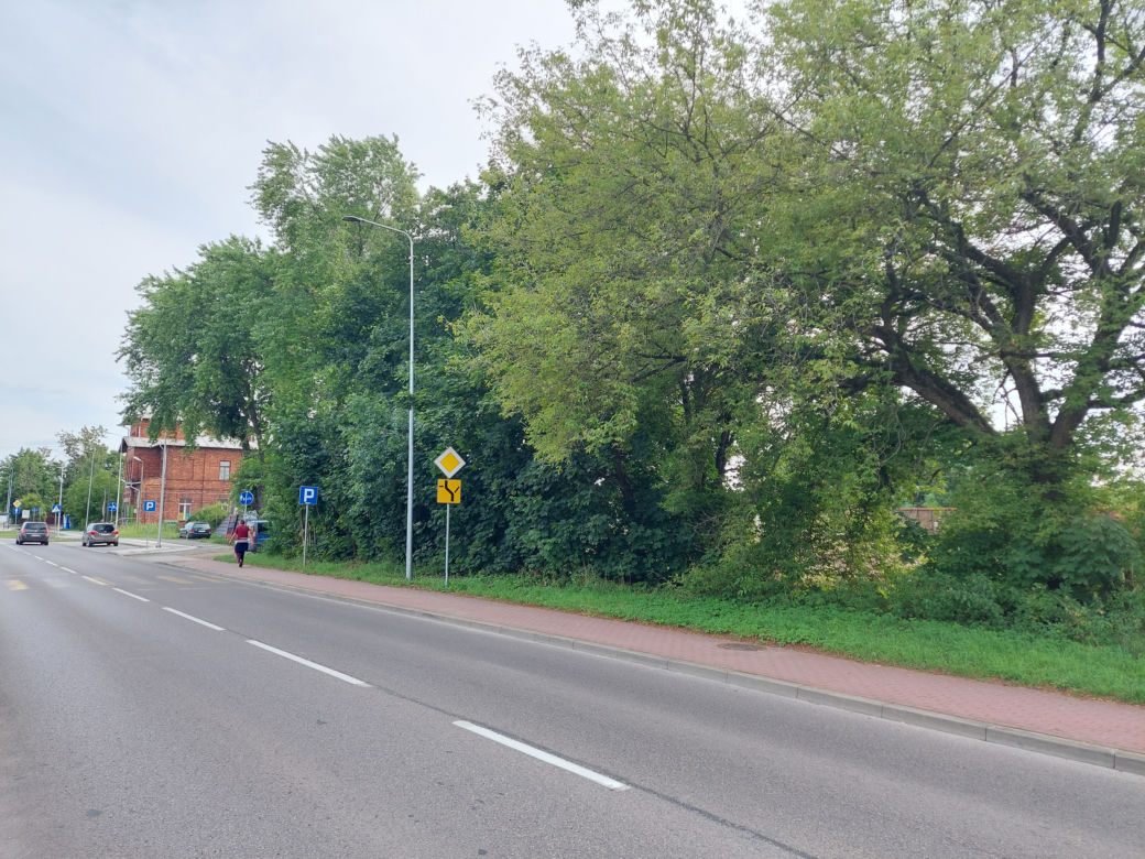 Starachowice: Ponad 200 drzew do usunięcia pod ścieżki rowerowe?  Wiemy gdzie