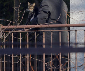 Koty Jarka nas terroryzują