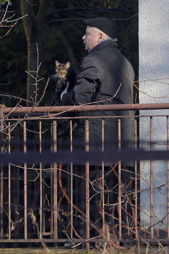 Koty Jarka nas terroryzują