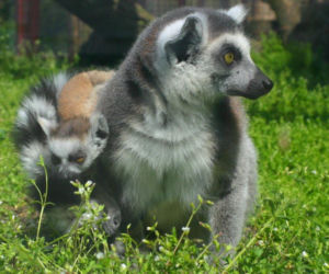 Tak wyglądają zwierzęta mieszkające w śląskim ZOO