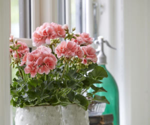 Różowe pelargonie