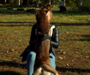 Husky opanowały Psi Park! [GALERIA]