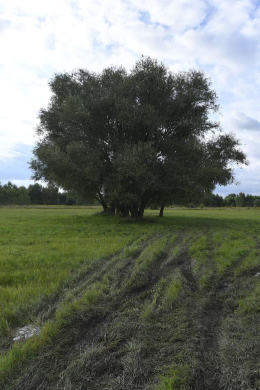 Zuzia z koleżanką powiesiły się na wierzbie. Jakie tajemnice śmierci dziewczynek zdradziła sekcja? 