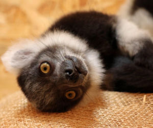 To wielki sukces polskiego zoo! Na świat przyszły jedne z najrzadszych lemurów