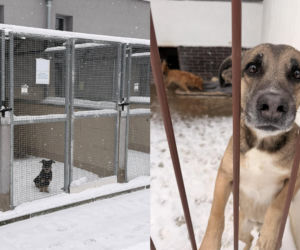 Pilny apel krakowskiego schroniska. Potrzebne domy tymczasowe z powodu siarczystych mrozów