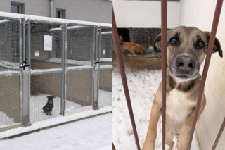 Pilny apel krakowskiego schroniska. Potrzebne domy tymczasowe z powodu siarczystych mrozów