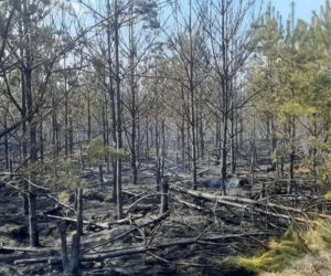 Ktoś celowo podpala lasy? Leśnicy biją na alarm po serii pożarów