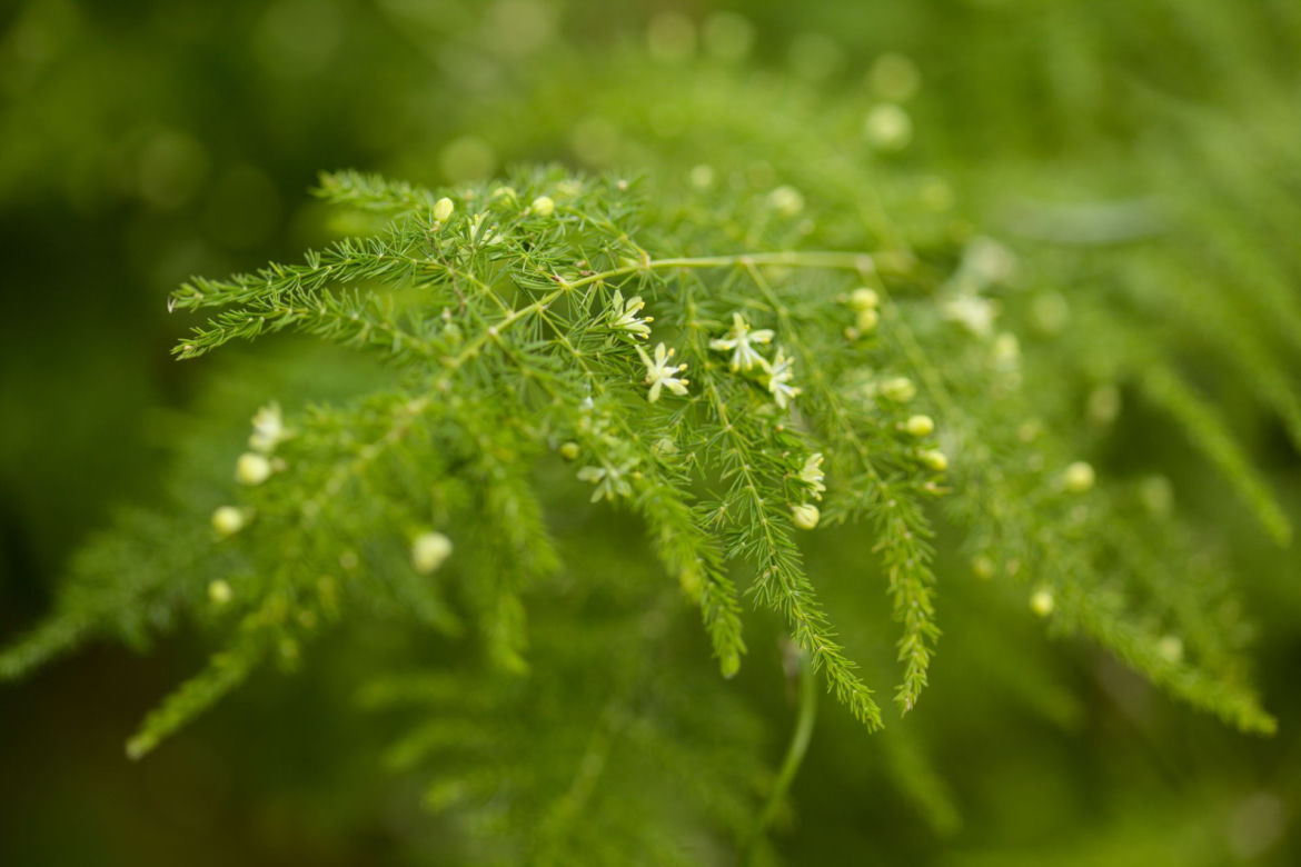 Szparag pierzasty