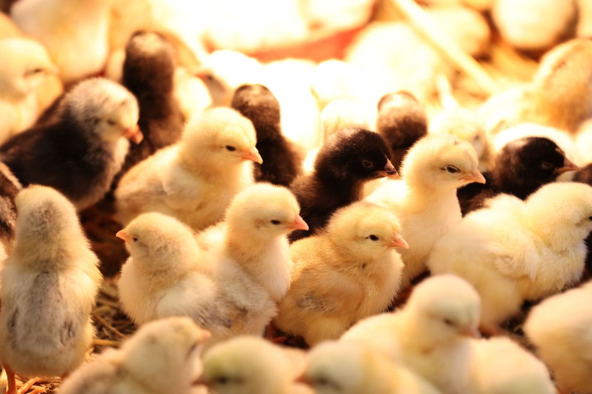 ZooPark 2023 w Lublinie przyciągnął tłumy!