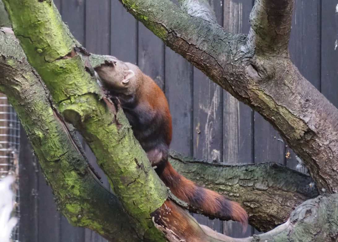 Nowy mieszkaniec warszawskiego zoo. Już niebawem będzie można zobaczyć galidię