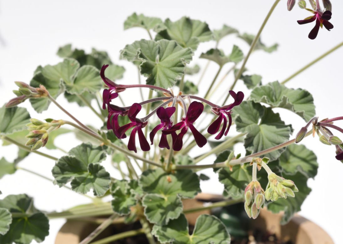 Pelargonia afrykańska