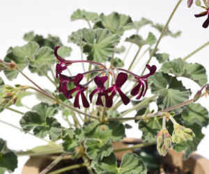Pelargonia afrykańska