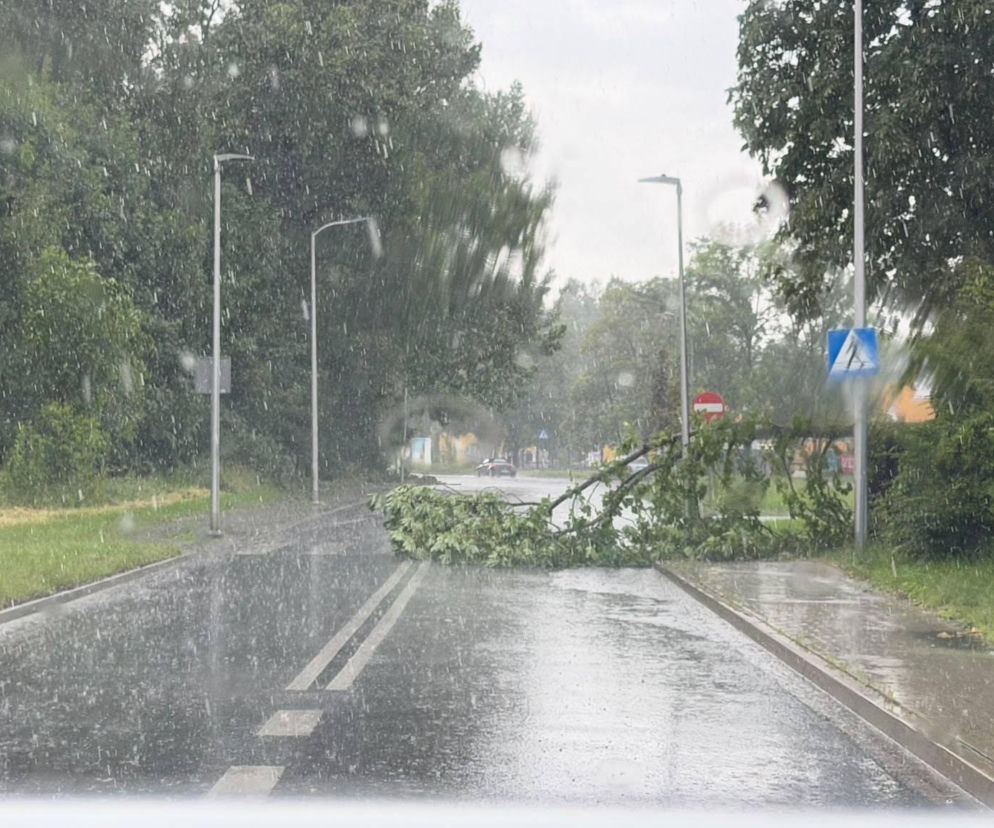 Powalone drzewo blokuje mokrą jezdnię w czasie ulewy. O ostrzeżeniach przed burzami przeczytasz na SE Pogoda.
