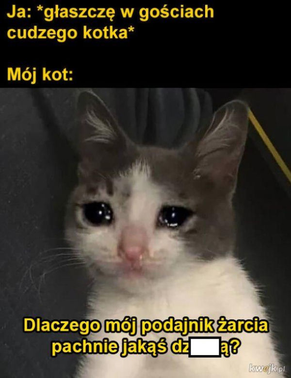 Koty opanowały internet! Memy z mruczkami bawią do łez [TOP 45]