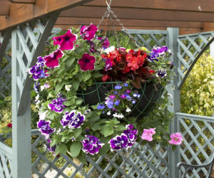 Pergola - podpora dla roslin, ochrona przed sloncem