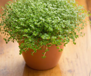 Soleirolia rozesłana