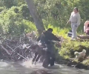 Bóbr zaatakował dziecko! Szokujące wideo w sieci