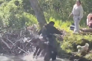 Bóbr zaatakował dziecko! Szokujące wideo w sieci
