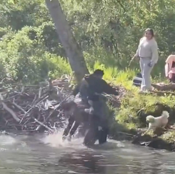 Bóbr zaatakował dziecko! Szokujące wideo w sieci