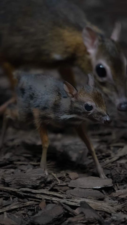 W Warszawskim ZOO urodził się myszojeleń. Maluch skradł serca internatom