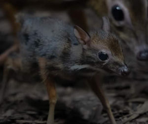 W Warszawskim ZOO urodził się myszojeleń. Maluch skradł serca internatom