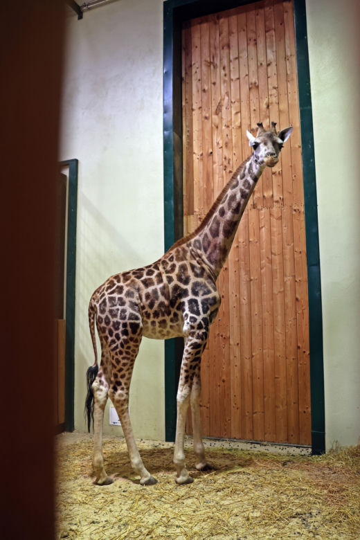 Nowa żyrafa w gdańskim ZOO