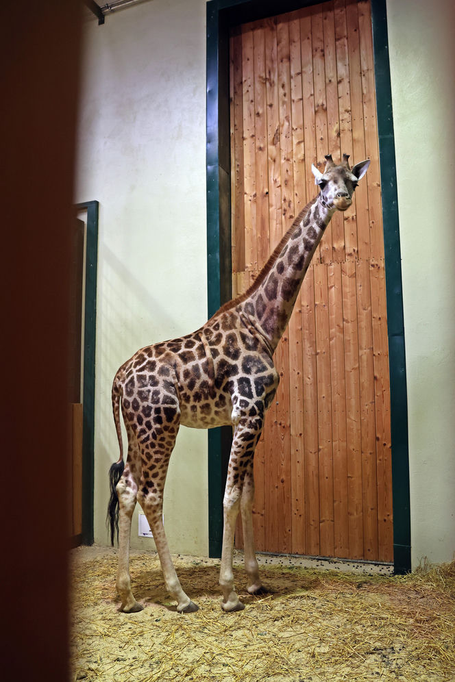 Nowa żyrafa w gdańskim ZOO