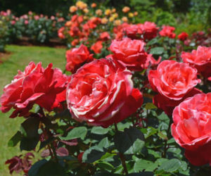 roze6.jpg