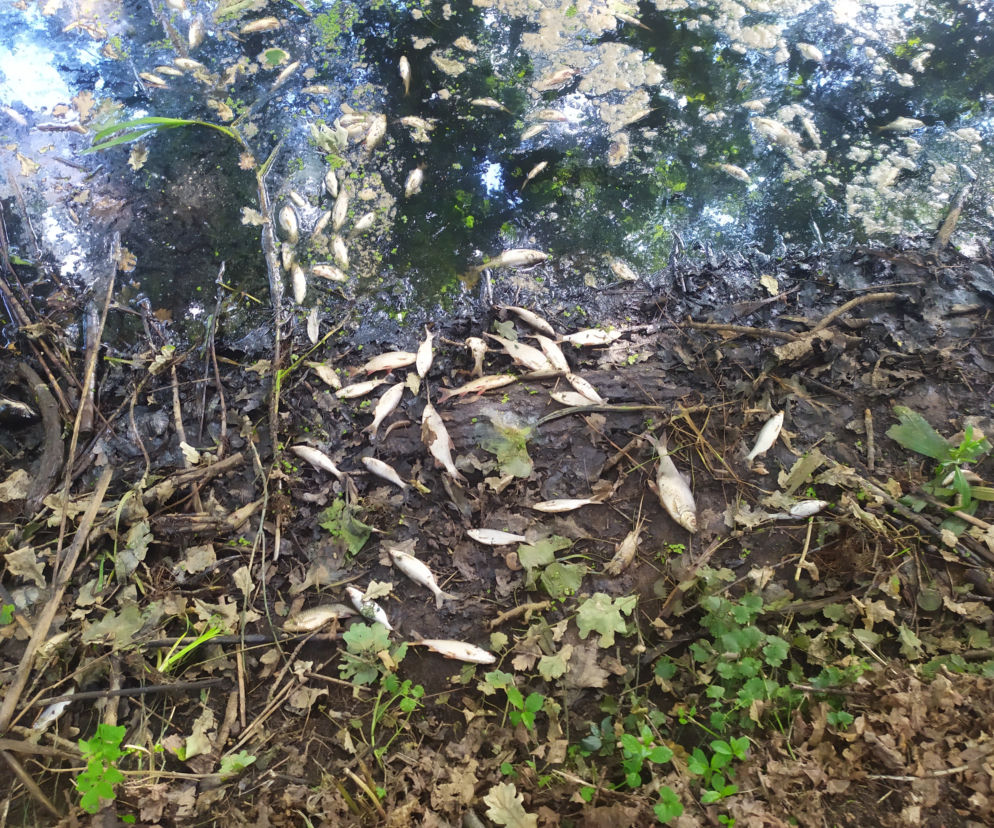 Katastrofa ekologiczna w Baryczy