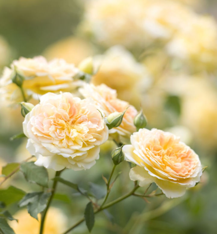 roze2.jpg