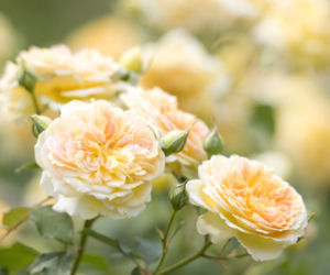 roze2.jpg