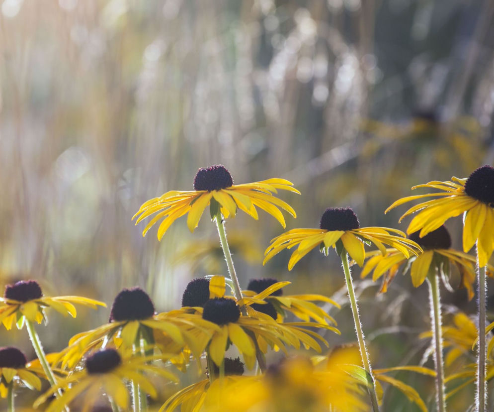 Rudbekia dwubarwna