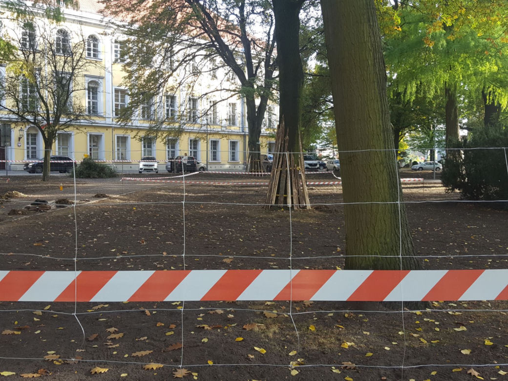 W Parku Kościuszki w Lesznie kwitnąć będą krokusy