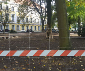 W Parku Kościuszki w Lesznie kwitnąć będą krokusy