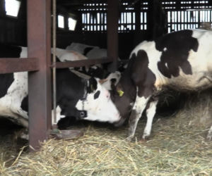Rolnicy. Podlasie. Gospodarstwo Jarka i Agnieszki z Bronowa