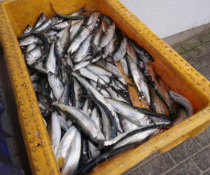 Ryby do kupienia w Orłowie. Ile kosztuje śledź?