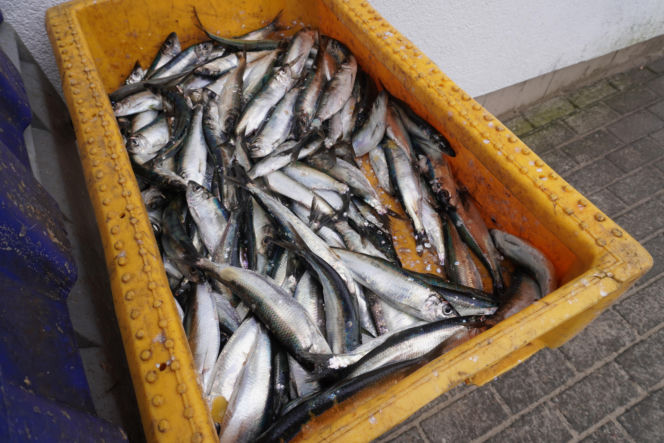 Ryby do kupienia w Orłowie. Ile kosztuje śledź?