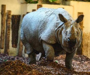 Nowi mieszkańcy naszego zoo