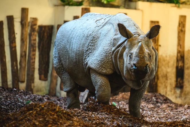 Nowi mieszkańcy naszego zoo