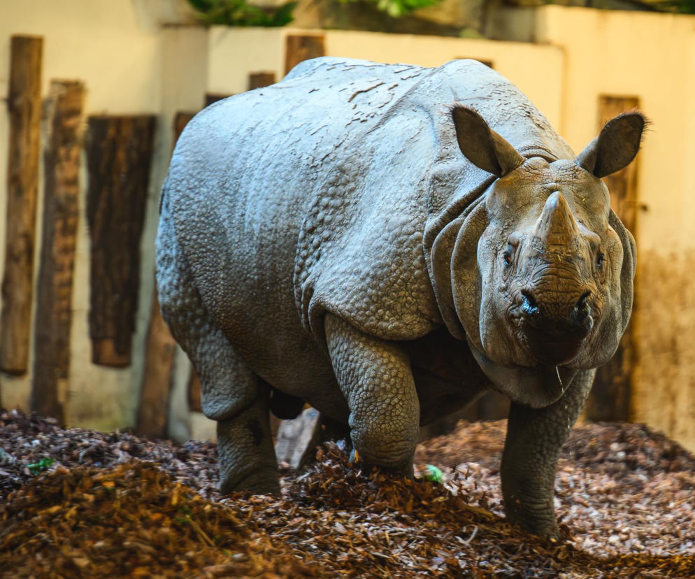 Csülök, 7-letni samiec nosorożca indyjskiego, stojący na ściółce z liści w zoo. Ma masywną, szarą skórę z licznymi fałdami, jeden róg i duże, owłosione uszy. Zwierzę patrzy wprost, a za nim widać jasne tło z drewnianymi palami. Więcej o nim przeczytasz na naszym portalu.