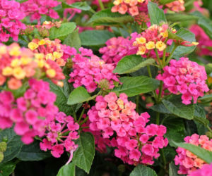 Lantana pospolita