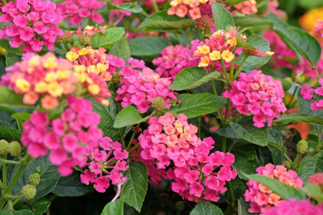 Lantana pospolita