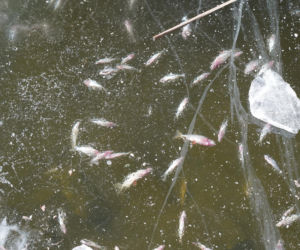 Rybi dramat w Białymstoku. Tysiące martwych ryb pod lodem