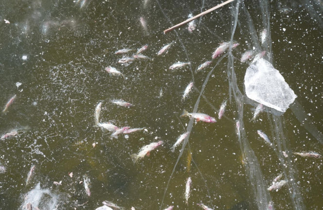 Rybi dramat w Białymstoku. Tysiące martwych ryb pod lodem