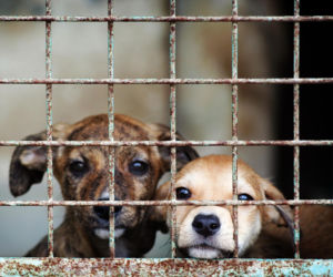 Doda rusza na pomoc zwierzętom! Interwencja w Sobolewie i ostre słowa pod adresem władz gminy