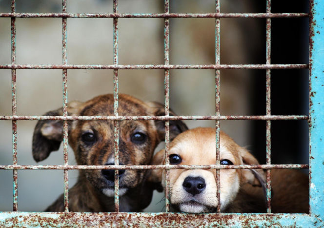 Doda rusza na pomoc zwierzętom! Interwencja w Sobolewie i ostre słowa pod adresem władz gminy