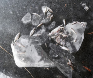 Rybi dramat w Białymstoku. Tysiące martwych ryb pod lodem